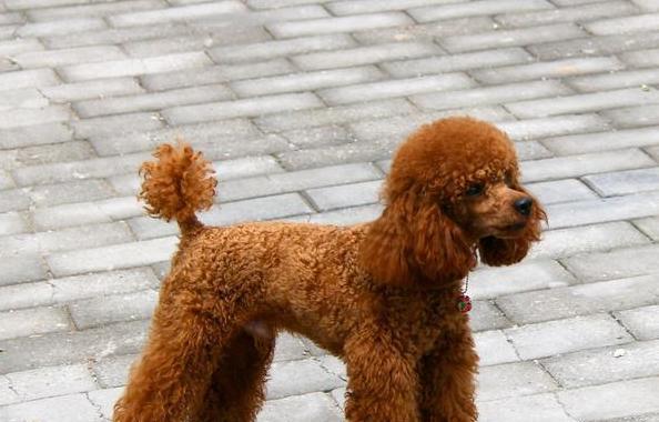泰迪犬的换牙时机（了解泰迪宝宝牙齿的成长与换牙周期）