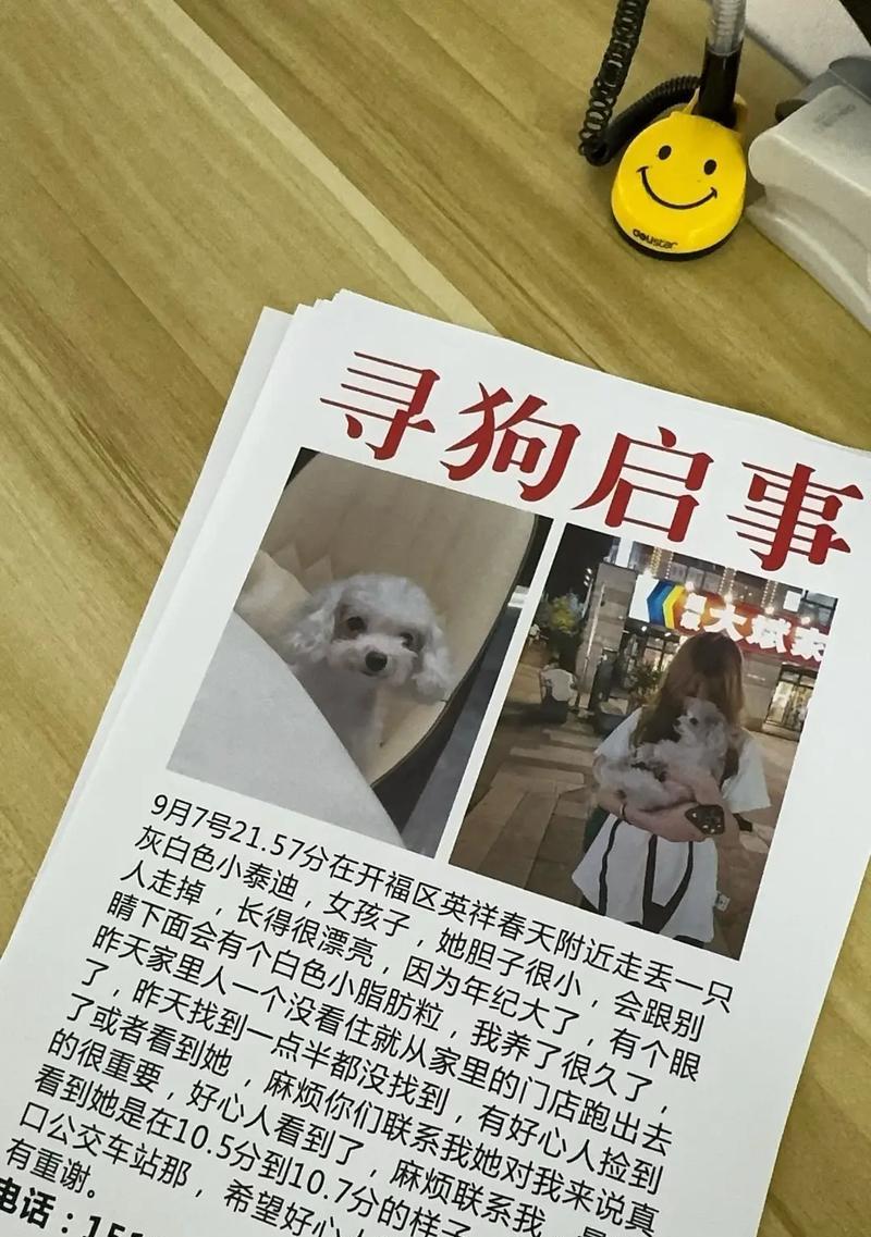 为什么泰迪特别粘人？（探索泰迪狗独特的粘人特质和原因）