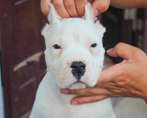 以杜高犬优良血统为基础的品种选择（探讨杜高犬血统好的重要因素与选购建议）