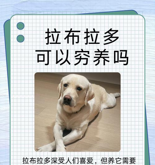 拉布拉多的饮食习惯及推荐食物（打造健康快乐的拉布拉多生活）