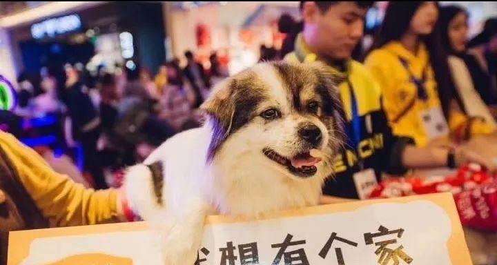 领养宠物的乐趣与责任（以什么哪里可以领养动物？领养宠物的重要性与方法）