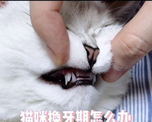 猫咪换牙的注意事项（关于猫咪换牙的正确护理与饮食安排）