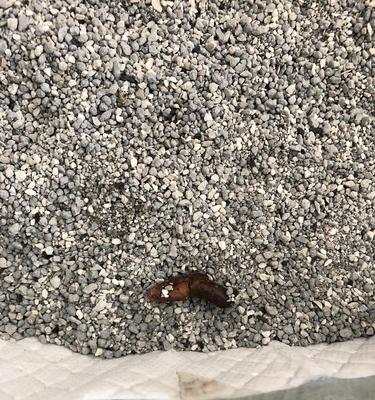 小猫屎的颜色与健康有关吗？（探索小猫屎的颜色变化及健康指示作用）