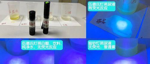 揭秘猫尿的奥秘（从气味到病理，一切都在尿液中）