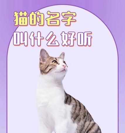 以都的猫咪世界（以都的猫咪名字推荐，为你的宠物选择一个好听的名字吧！）