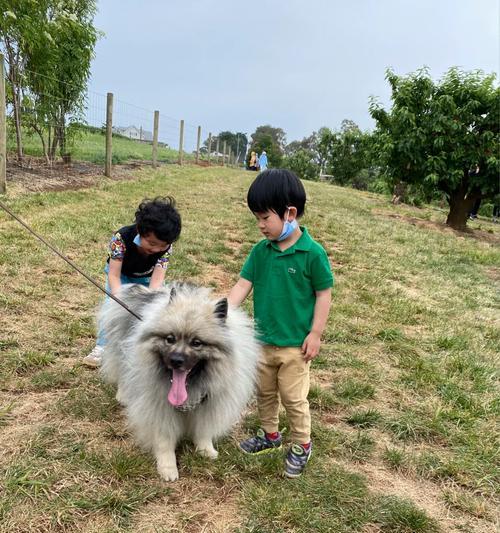 毛狮犬的饮食需求及推荐食谱（了解毛狮犬的饮食习惯，让它健康成长）