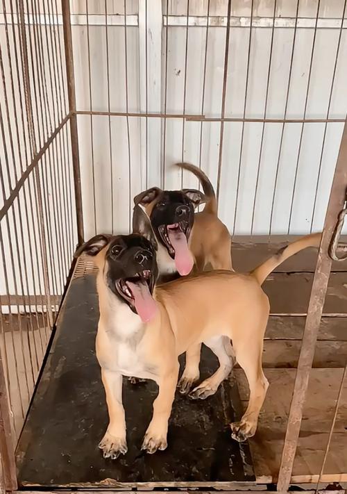 犬类守护之选（以能看家护院为主要特点的犬类有哪些？什么样的犬类最适合看家？）