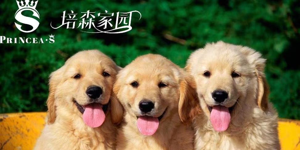 为什么选择在合适的时间给狗狗做绝育（了解绝育的重要性及最佳时机）
