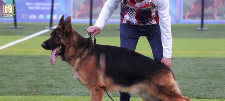 以德牧配种成功的关键因素（德国牧羊犬优秀品质的遗传与培养）