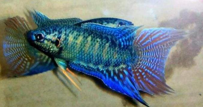 选择适合饲养的鱼类，打造理想水族箱（探索最耐养的鱼类品种，为您提供无忧的养鱼经验）