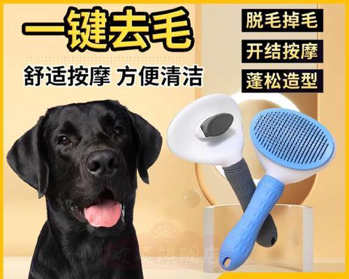 拉布拉多剃毛的最佳时机（让你的拉布拉多在正确的时间享受剃毛）