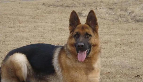 揭秘犬体味小的原因和解决方法（狗狗为什么会散发出体味？如何有效去除犬体味？）