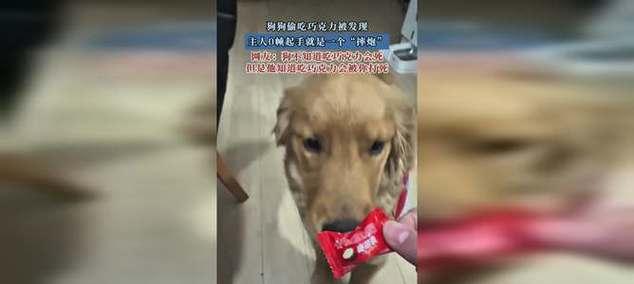 小狗吃巧克力的症状及处理方法（小狗巧克力中毒的危害与预防）