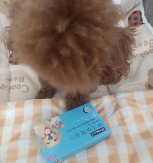 狗狗吐了，喂什么药好？（为你的爱犬选择最佳解决方案）