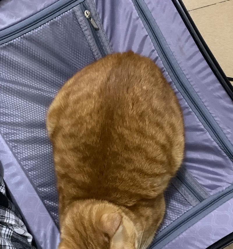 猫子咬人的原因与解决方法（探究猫咪咬人行为的背后原因，为您提供解决之道）