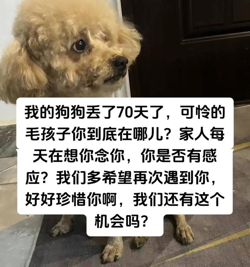 以泰迪断尾注意什么？（关爱泰迪宝宝，合理断尾保健康）