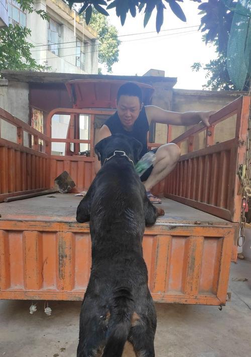 不给狗狗上户口的后果剖析（狗狗上户口的重要性与违规带来的法律责任）