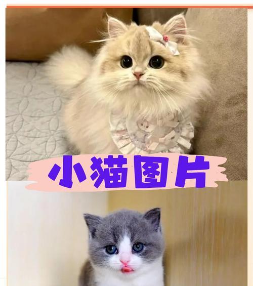猫科动物——探索猫是什么类别的动物（解密猫科动物的奥秘，揭开猫是什么类别的动物的真相）