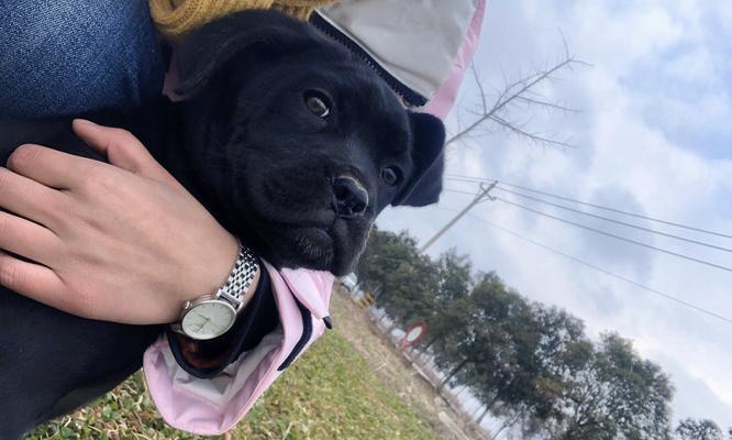高加索犬的耳朵剪裁现象（探讨为何高加索犬常被剪耳朵，以及对犬只健康的影响）
