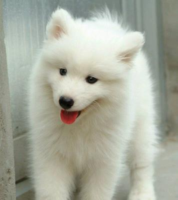 探秘萨摩犬（萨摩犬的特点、养护和训练全解析）