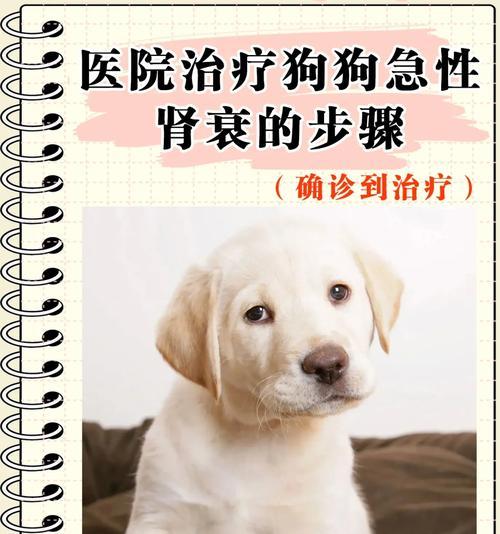 探究猫咪肾肿大的原因及应对方法（猫咪肾肿大是如何产生的？如何提早预防与治疗？）