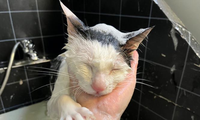猫洗澡的正确方法（宠物猫的个人卫生保健和幸福）