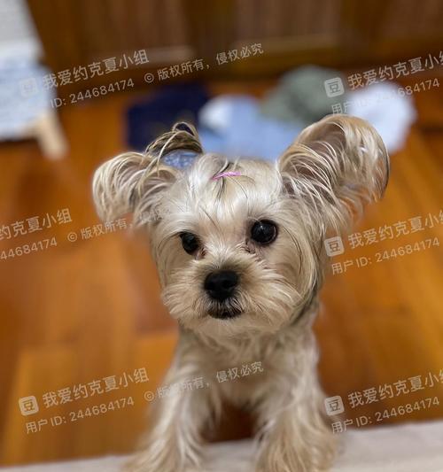 探讨狗狗标体的意义与重要性（通过狗狗标体了解宠物犬的情绪和需求）