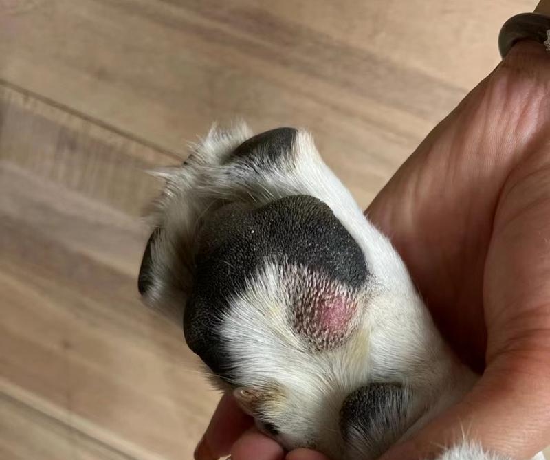 狗脚红肿是什么病？（探索常见狗脚红肿疾病及治疗方法）
