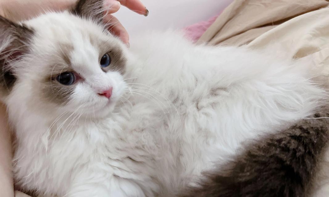 揭秘猫咬人的原因与解决方法（为什么我家的猫总咬人？如何有效应对？）