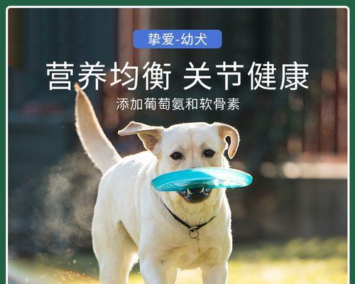小金毛喜欢吃什么奶糕？（探索适合小金毛的奶糕口味与营养）