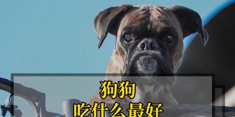 孕期狗狗的饮食需求（如何为孕期狗狗提供营养均衡的饮食）