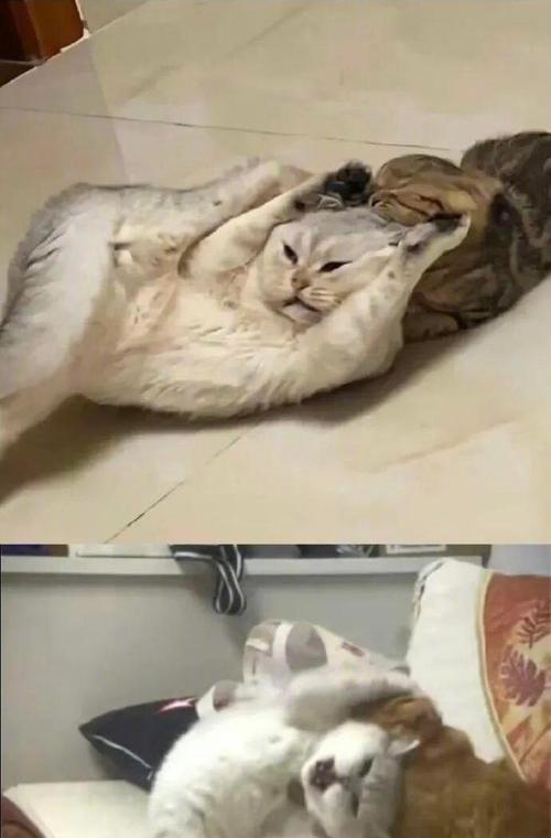 猫咪为什么会打架？（探究猫咪打架的原因及解决方法）