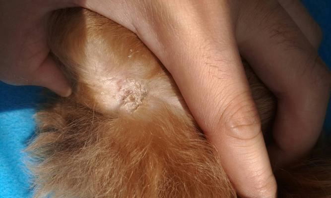 泰迪犬为何容易患皮肤病？（探究泰迪犬易患皮肤病的原因及预防方法）