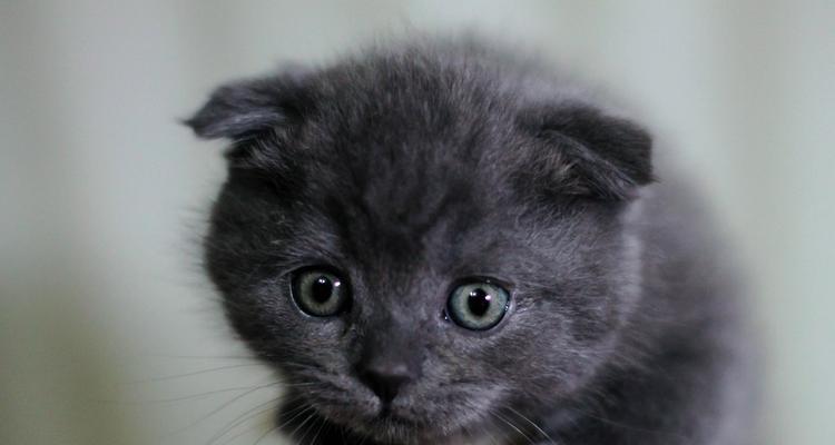 禁止繁殖折耳猫的重要性（保护折耳猫品种可持续发展的关键举措）