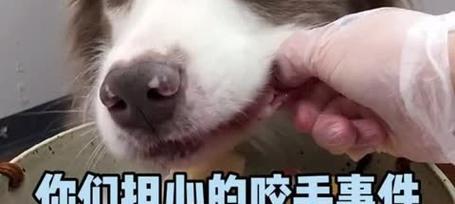 幼犬喜欢咬手的原因及应对方法（探究幼犬咬手行为的原因，为您提供解决方案）