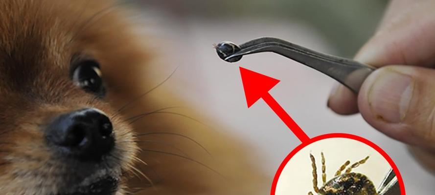 蜱虫为何不能被捏死？（探究蜱虫的生理特点与抵抗力）