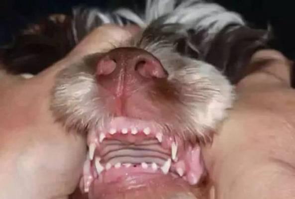 了解狗恒齿的重要意义（狗恒齿的发育过程及其对犬类生活的重要影响）