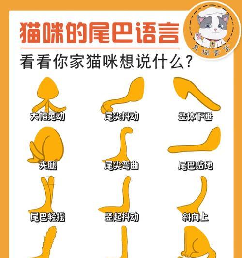猫为什么舔尾巴？（探索猫咪舔尾巴的原因与意义）