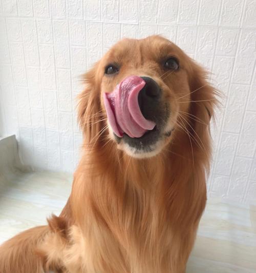 幼犬金毛的饮食偏好（探寻金毛犬幼犬喜欢吃的食物种类及注意事项）