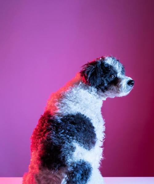 贵宾犬成熟的特征及表现（贵宾犬成熟特征的关键表现是什么）