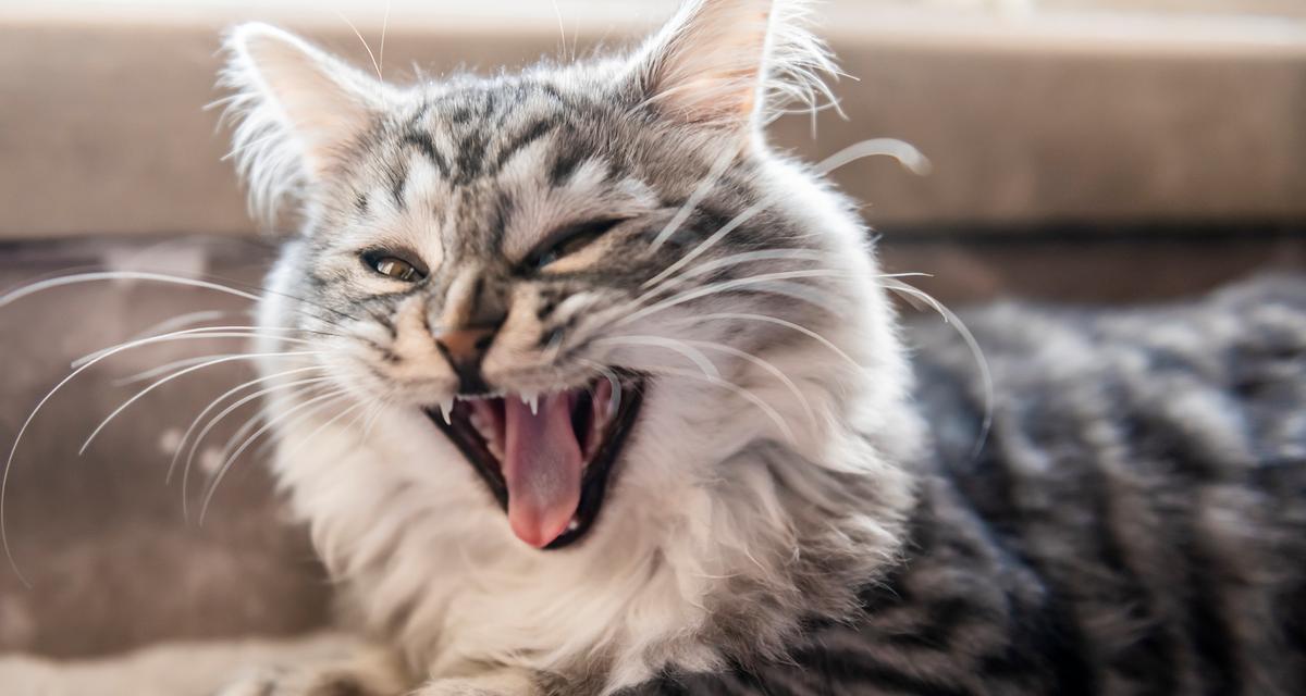 猫眨眼睛的含义与解读（探寻猫咪眼神的秘密，透视它们内心的世界）