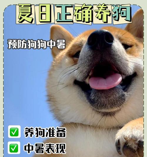 狗狗退烧的有效方法（帮助你的爱犬缓解发热不适）
