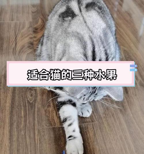 小猫可以吃什么水果蔬菜？（探索小猫饮食中的健康水果蔬菜）