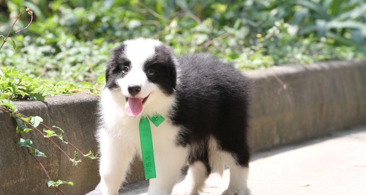 以牧羊犬小型品种的特点与培养方法（探索小型牧羊犬的魅力与训练技巧）