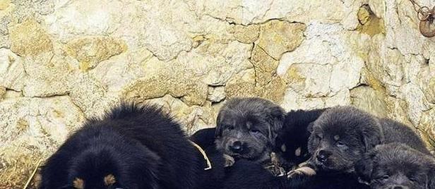 河南省的犬种多样，让人眼花缭乱（探寻河南省独特的犬类文化）