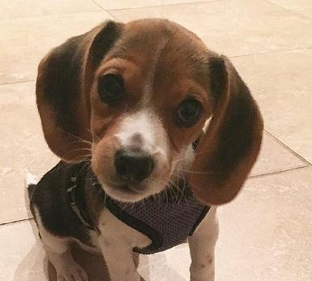 比格犬的耳朵之谜（探索比格犬耳朵的起源、功能和特点）