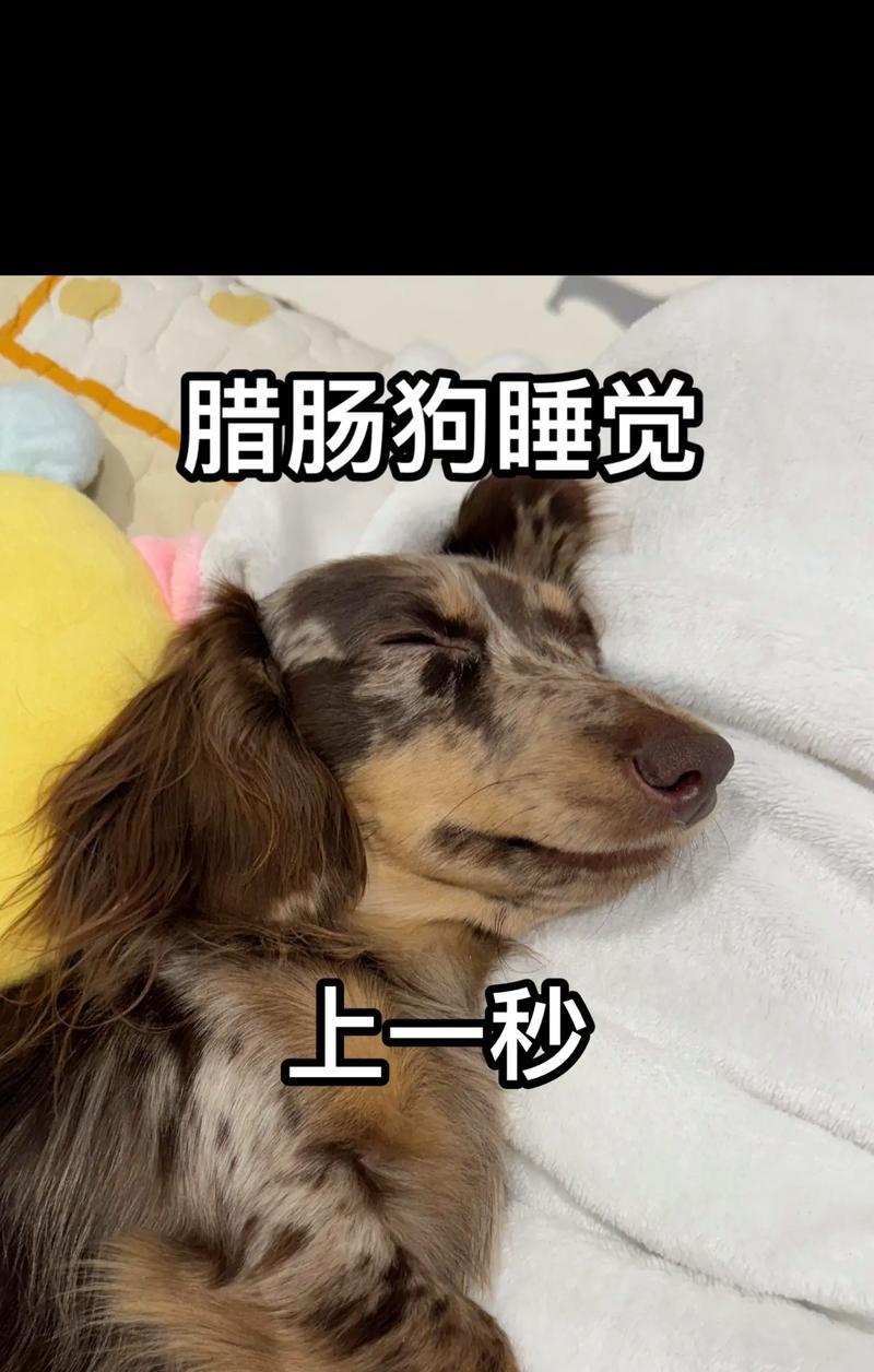 为什么狗闻屁股？（探究狗为何以闻屁股作为交流方式）