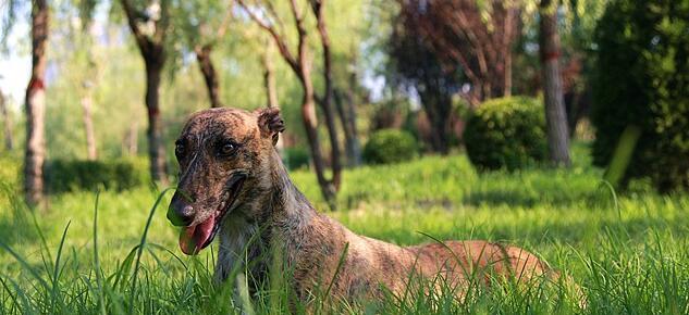 格力犬的多样颜色和特征（探索格力犬品种的丰富色彩和个性特点）
