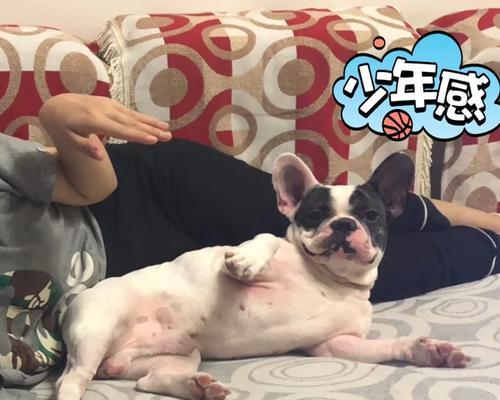 小狗拜拜之谜（探索小狗拜拜的真正含义）