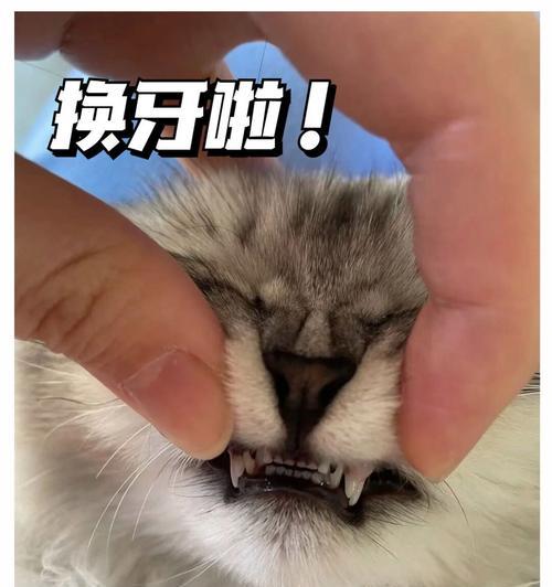 猫咪双排牙的原因及解决方法（为什么猫咪会有双排牙？如何处理双排牙问题？）